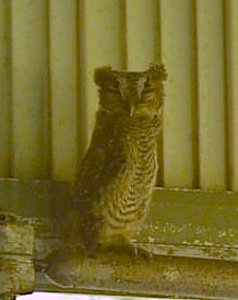 
Schreech Owl
 